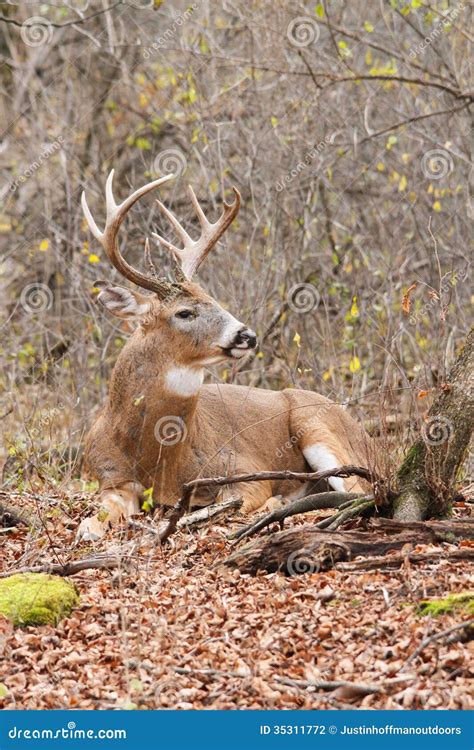 Whitetail Deer Buck Rut Stock Photo Image Of Rack Hunt 35311772