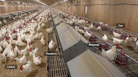 Élevage de reproducteurs de poulet de chair Parlons Poulet