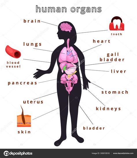 Human Body Organs Stock Vector Image By ©marcovector1993 300010516