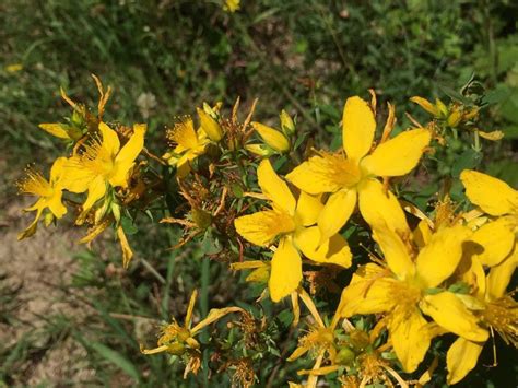 Hypericum Perforatum Abilia