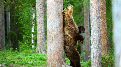 Why Do Bears Rub Against Trees Scientists Offer New Explanation The