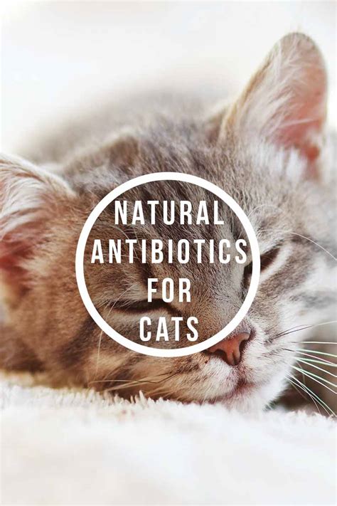 Natural Antibiotics For Cats - What Are They And Do They Work?