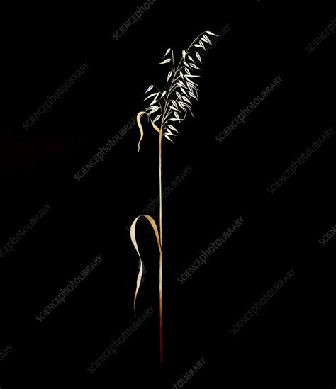 Wild Oat Avena Sterilis Stock Image C0481861 Science Photo Library