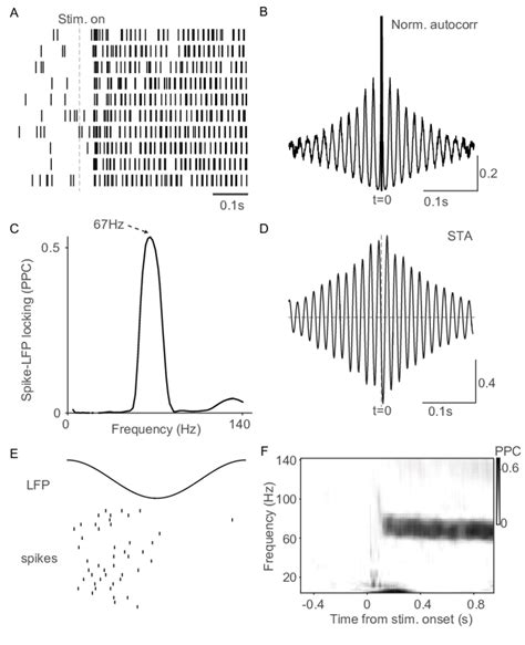 Spike Lfp Gamma Phase Locking For An Example Nw Burst Neuron Same