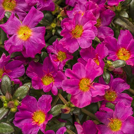 Portulaca Mojave Wholesale Bedding Plants Hybels Inc