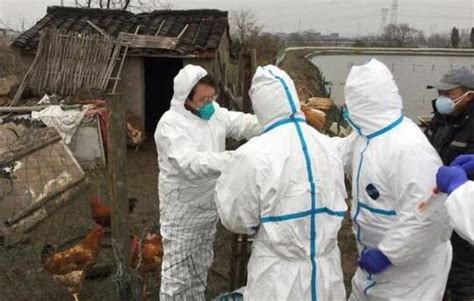 全球首例人感染h7n4禽流感病例在江苏被发现 源自欧亚系野鸟我苏网