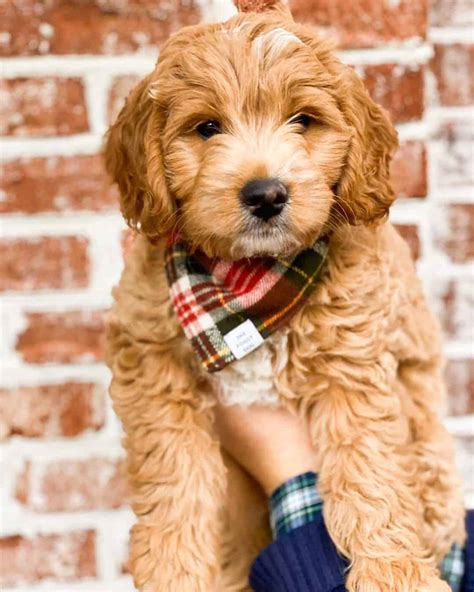 Miniature Goldendoodle Ultimate Guide: Pictures, Characteristics, & Facts