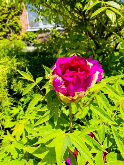 Peonías de árbol hermosa flor rosa en el jardín Foto Premium