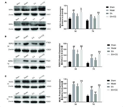 Western Blot Results On The Expression Of Ripk Ripk And Mlkl A