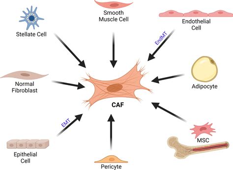 Cellular Origins Of Cafs Cafs Can Originate From Various Cell Types Download Scientific