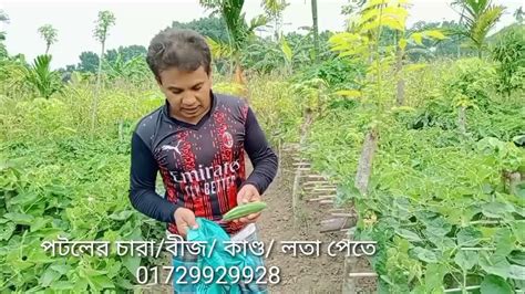 Patal Agro পটল এগ্রো পটল চাষ পদ্ধতি পটলের উন্নত জাতসমূহ পটল চাষের