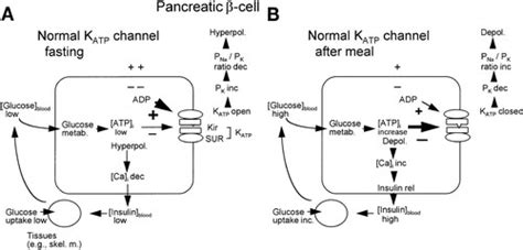 Atp Sensitive K Channels In Pancreatic Cardiac And Vascular Smooth