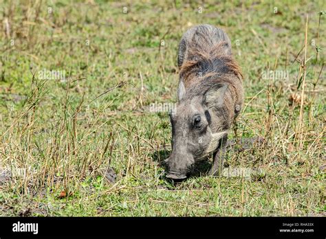 Phacochoerus Aethiopicus Aethiopicus Hi Res Stock Photography And