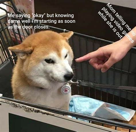 23 Doge Meme 2020 Gif