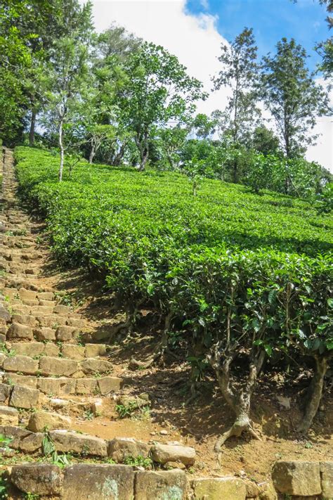 Tea Plantations in Nuwara Eliya