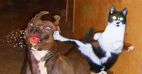 20 Photos Qui Prouvent Que La Relation Entre Chiens Et Chats Est