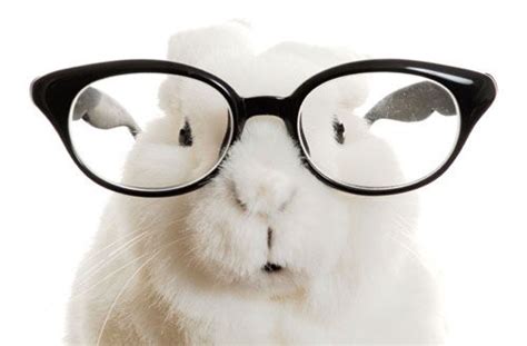 Bunny Wearing Glasses