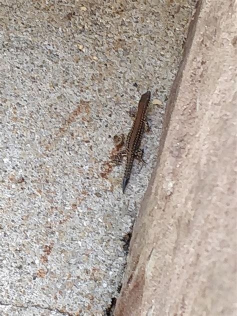 Green Iberian Wall Lizard In August By Beija Flor Inaturalist