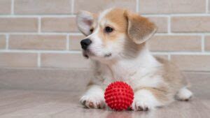 449+ Corgi Names (BEST Friendly & Fun Ideas For Your Pup)