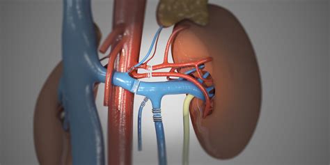 Living donor kidney transplant Part I: Laparoscopic living donor ...