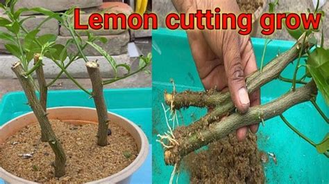 লেবু গাছের কাটিং কলম করার পদ্ধতি । Lemon Tree Cutting Grow At Home