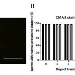 Evaliuation Of Protamine Content A The Protamine Content Of Sperm