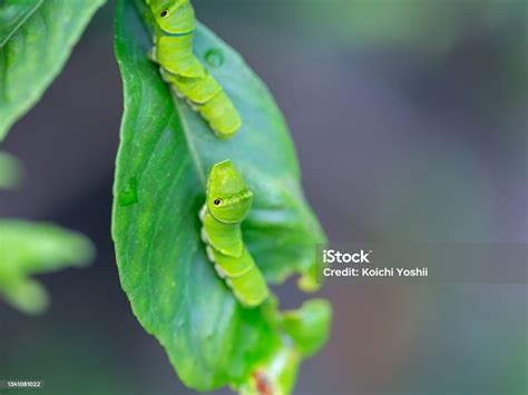 Papilio Larva Stock Photo - Download Image Now - Animal, Animal ...