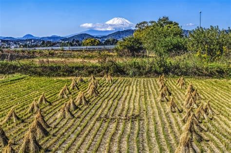 Colorful Rice Field Countryside Mount Fuji Hiratsuka Kanagawa Japan