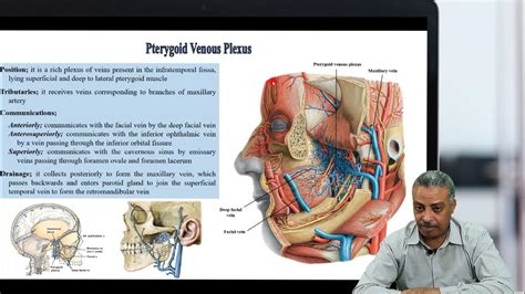 Pterygoid Venous Plexus Youtube