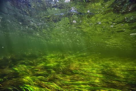 Amazon River Underwater Plants