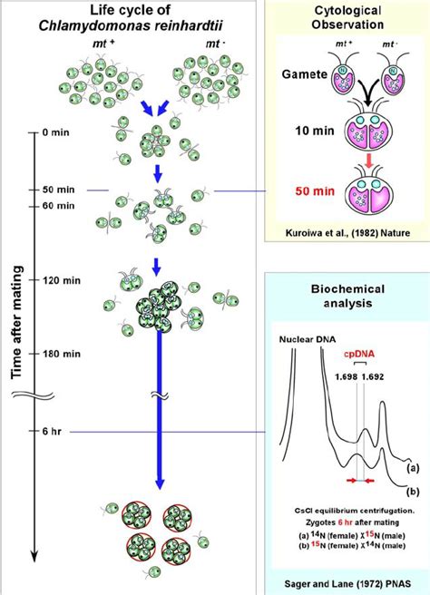 The Discrepancy Between The Preferential Disappearance Of Mt Cp