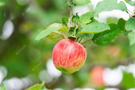 Premium Photo | Red apples on a tree