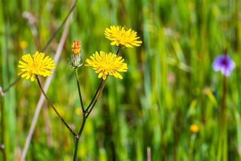 Gelb Bl Hendes Unkraut Im Rasen Arten