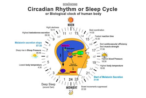 circadian-cycle-sleep-biohacking - DoBioHacking