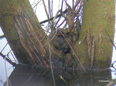 Campagnol Amphibie Arvicola Sapidus Biodiv Marais Poitevin Parc