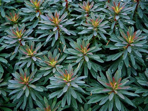 Plantfiles Pictures Euphorbia Species Martins Spurge Wood Spurge