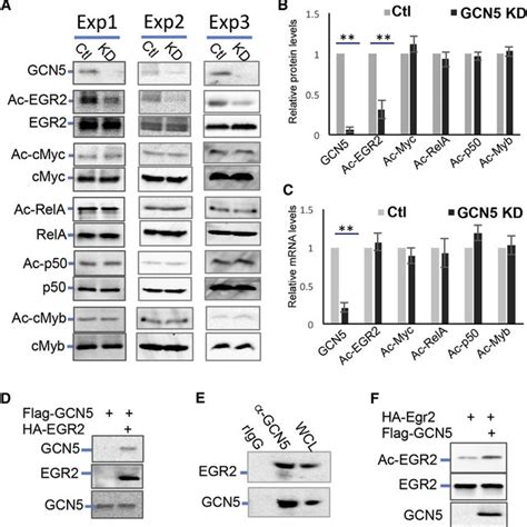 Gcn5 Is A Lysine Acetyltransferase Of Egr2 Download Scientific Diagram