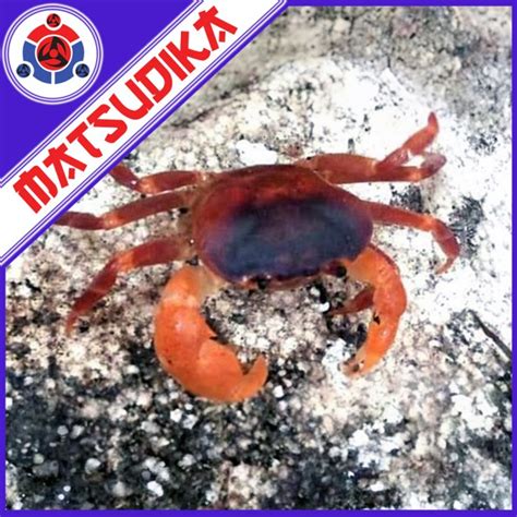 Jual Kepiting Hias Air Tawar Discoplax Red Claw Crab Aquarium