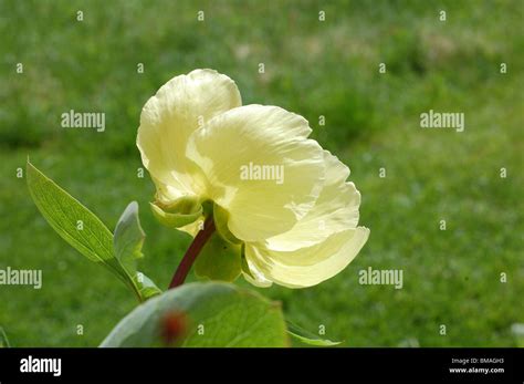 Peony Mlokosewitschii Molly The Witch Hi Res Stock Photography And