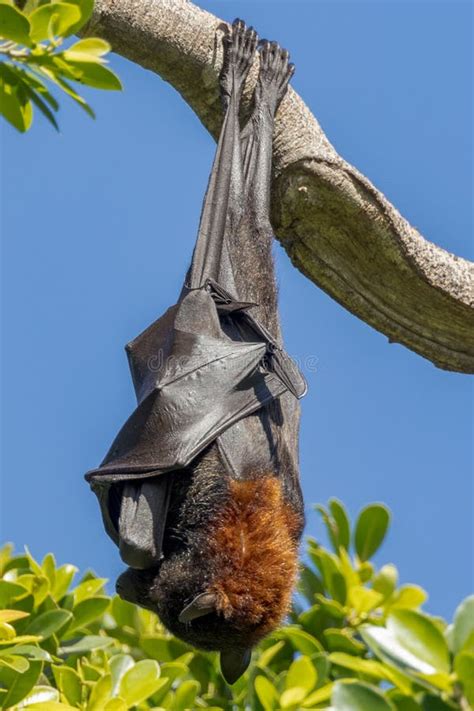 Flying Fox Fruit Bat in Queensland Australia Stock Image - Image of ...