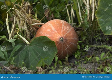 Calabaza Anaranjada Madura Que Crece En El Huerto La Cosecha Imagen De