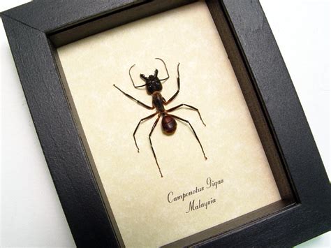 Camponotus gigas Soldier Ant - Framed Taxidermy Display