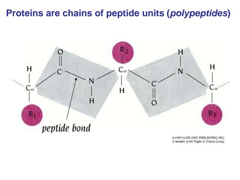 SOLUTION: Protein formation of a peptide bond - Studypool