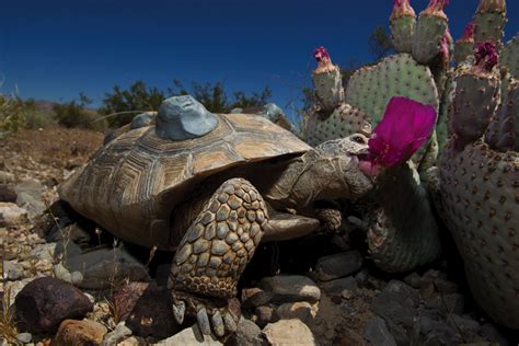 Desert tortoise conservation — Institute of the Environment and Sustainability at UCLA