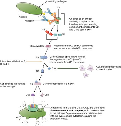 Barrier Defenses And The Innate Immune Response · Anatomy And Physiology