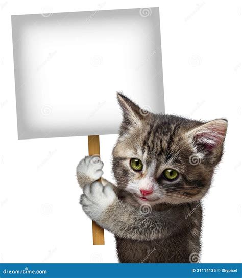 Cat Holding Sign Stock Illustration Illustration Of Health 31114135