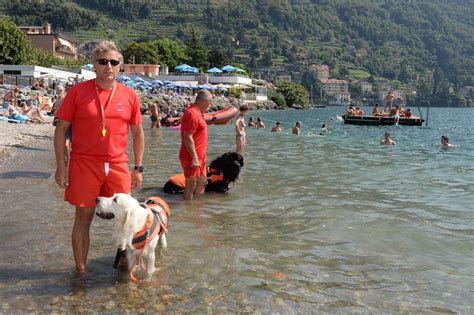 Bellano Il Cane Eroe Art Salva Un Uomo Che Sta Annegando