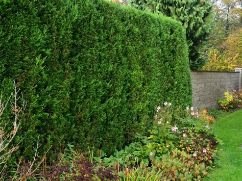 Fast Growing Evergreen Shrubs