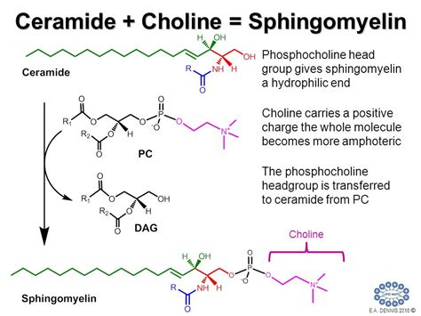 Biom Chem Pharm Sphingolipid And Sterol Metabolism