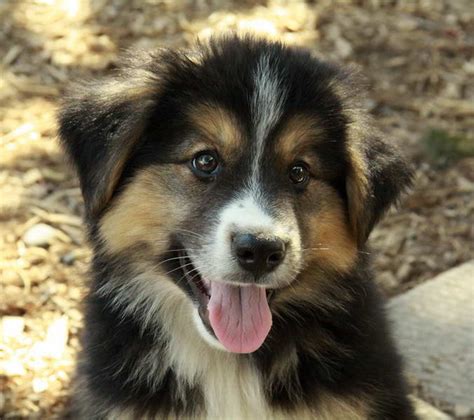 Border Collie German Shepherd Mix For Adoption | PETSIDI